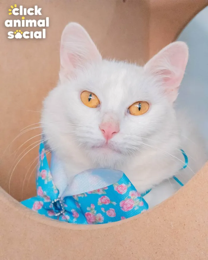 Gato ra a SRD idade 1 ano nome AQUILA