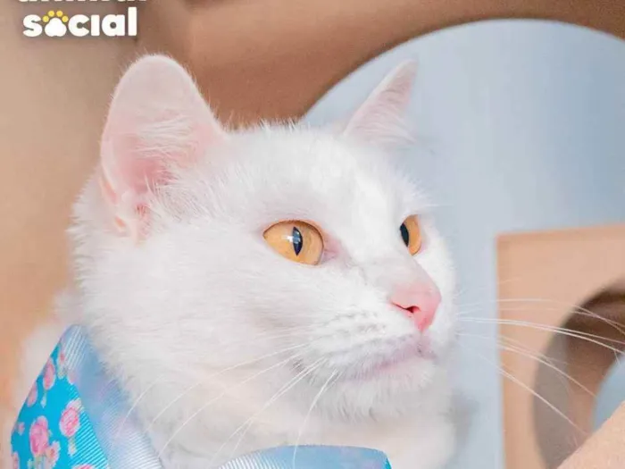 Gato ra a SRD idade 1 ano nome AQUILA