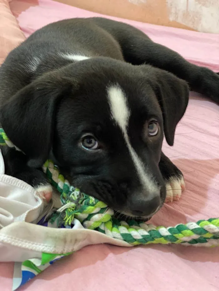Cachorro ra a Pitbull idade Abaixo de 2 meses nome Vênus