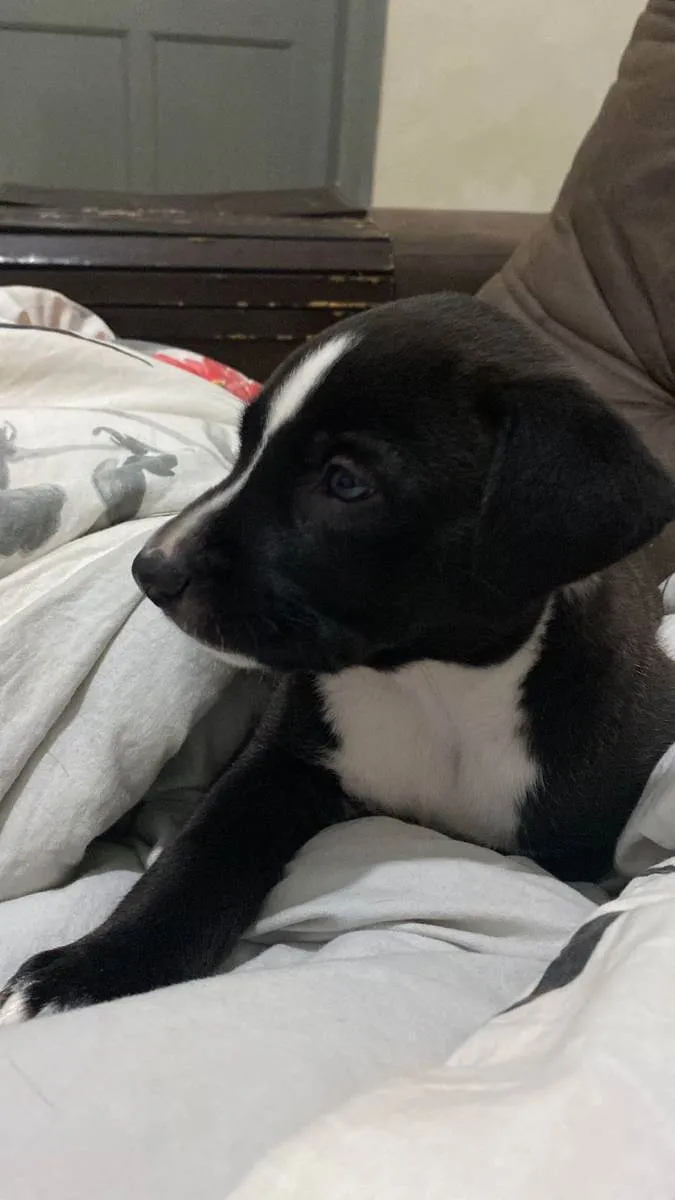 Cachorro ra a Pitbull idade Abaixo de 2 meses nome Vênus