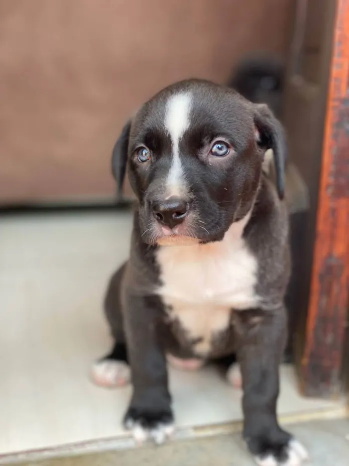 Cachorro ra a Pitbull idade Abaixo de 2 meses nome Vênus
