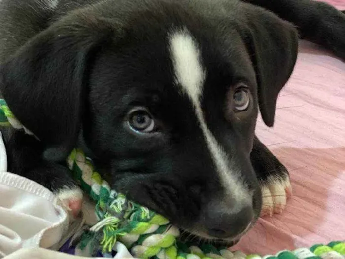 Cachorro ra a Pitbull idade Abaixo de 2 meses nome Vênus