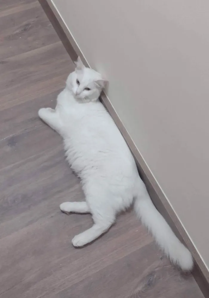 Gato ra a SRD idade 1 ano nome AQUILA