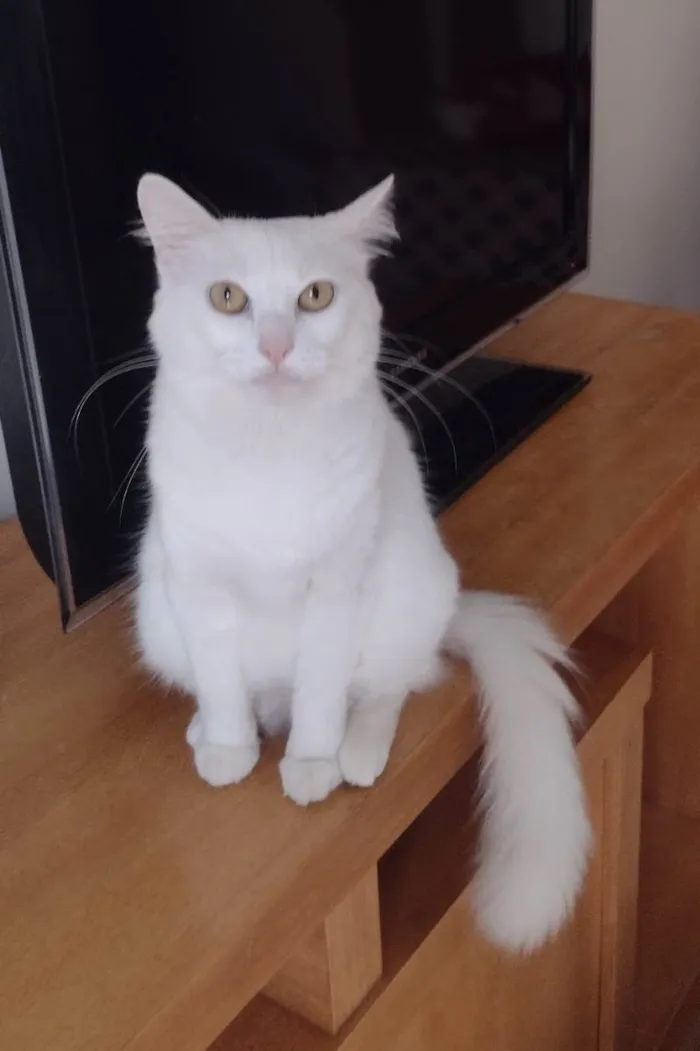 Gato ra a SRD idade 1 ano nome AQUILA