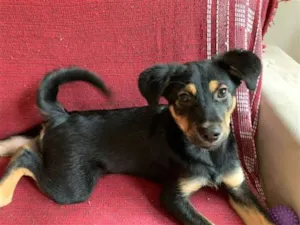 Cachorro raça Vira Lata idade 2 a 6 meses nome Koda