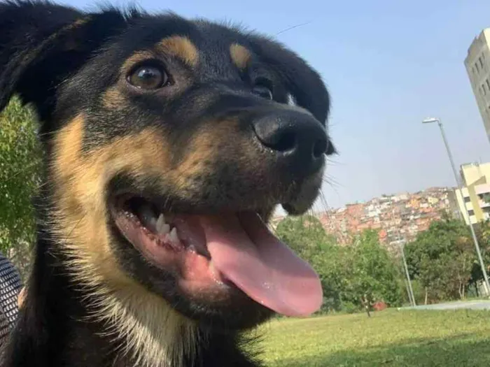 Cachorro ra a Vira Lata idade 2 a 6 meses nome Koda