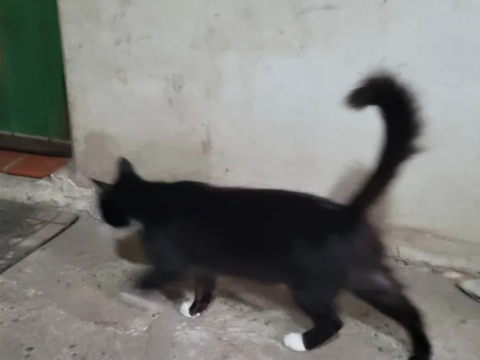 Gato ra a Sem raça definida idade 7 a 11 meses nome Mimi