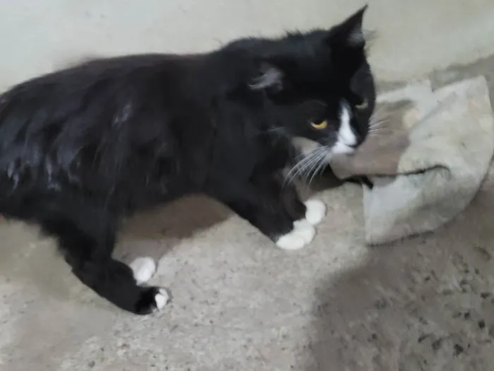 Gato ra a Sem raça definida idade 7 a 11 meses nome Mimi