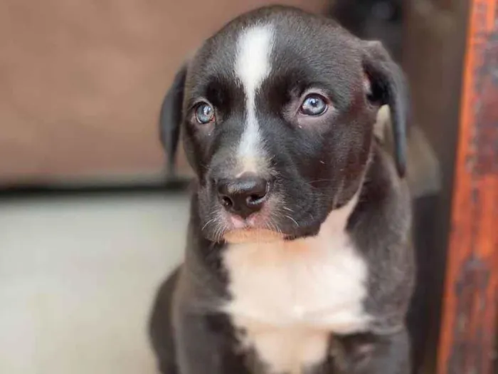 Cachorro ra a Pitbull idade Abaixo de 2 meses nome Vênus
