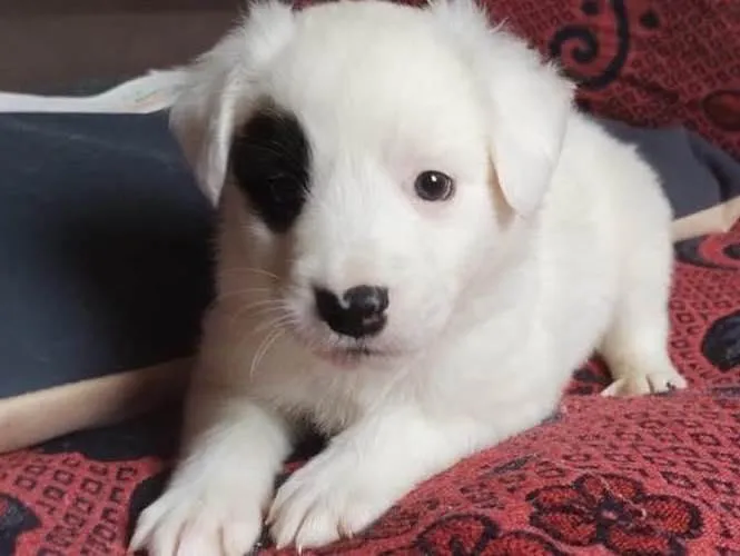 Cachorro ra a Vrl idade 2 a 6 meses nome Pandinha