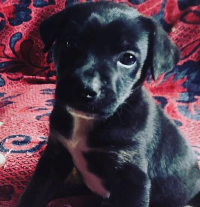 Cachorro ra a Linda  idade 2 a 6 meses nome Apólo 