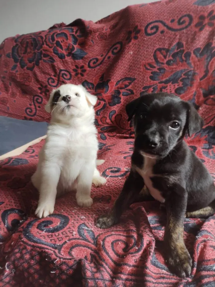 Cachorro ra a Linda  idade 2 a 6 meses nome Apólo 