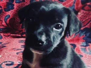 Cachorro raça Linda  idade 2 a 6 meses nome Apólo 