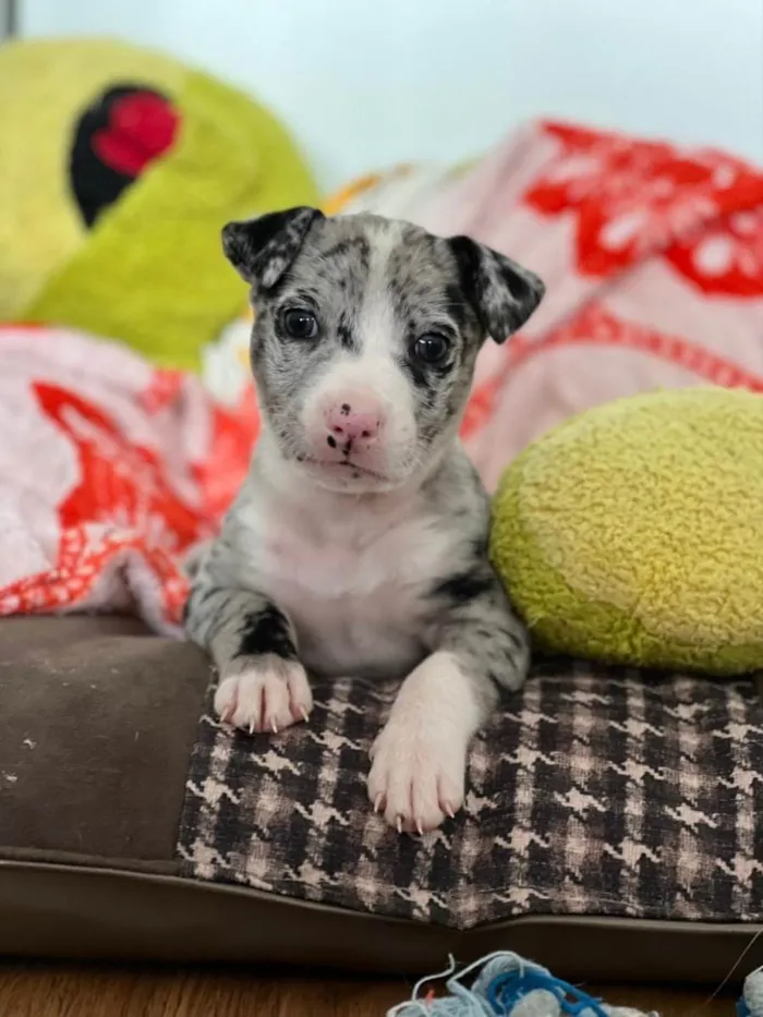 Cachorro ra a Linda  idade 2 a 6 meses nome Cinzano