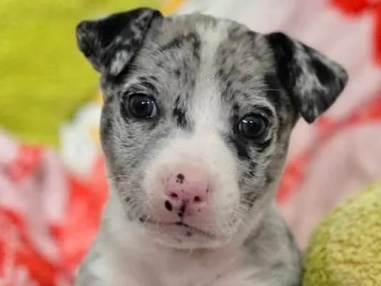 Cachorro ra a Linda  idade 2 a 6 meses nome Cinzano