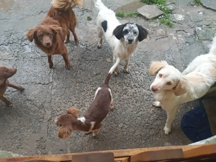 Cachorro ra a Vira lata idade 1 ano nome Marrom ; panda ; 