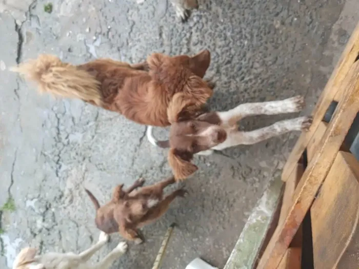 Cachorro ra a Vira lata idade 1 ano nome Marrom ; panda ; 