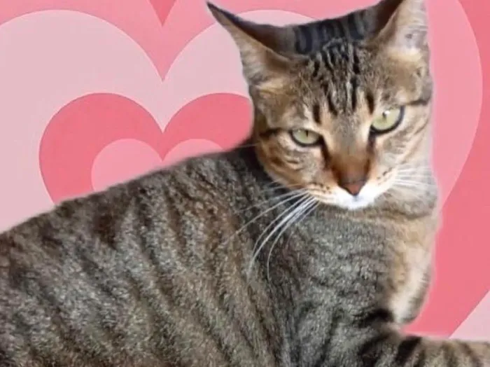 Gato raça Srd idade 1 ano nome Stella Linda 