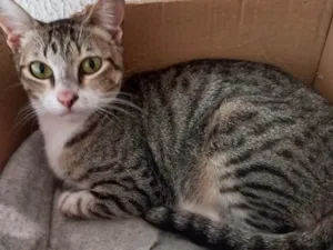 Gato raça Srf idade 1 ano nome Colette Linda demais