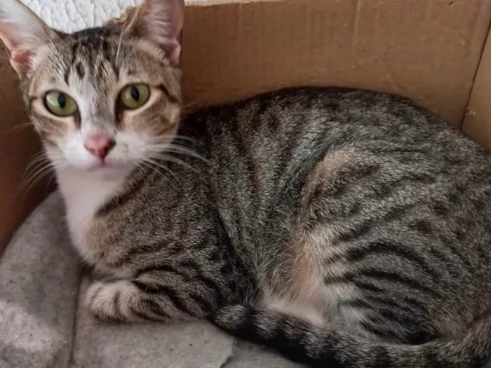 Gato raça Srf idade 1 ano nome Colette Linda demais