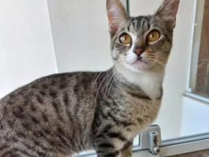 Gato raça Srd idade 2 a 6 meses nome Bonbon bb Linda 