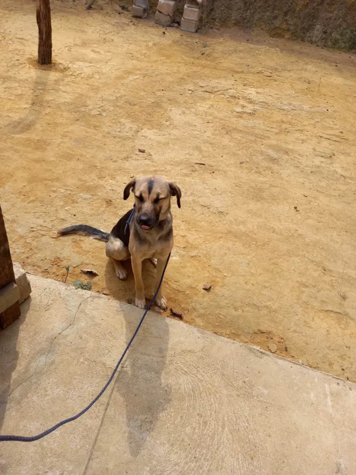 Cachorro ra a Srd idade 7 a 11 meses nome Cacau