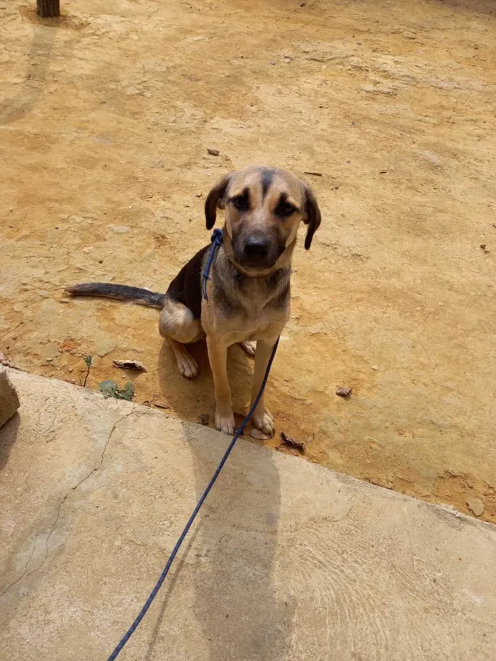 Cachorro ra a Srd idade 7 a 11 meses nome Cacau