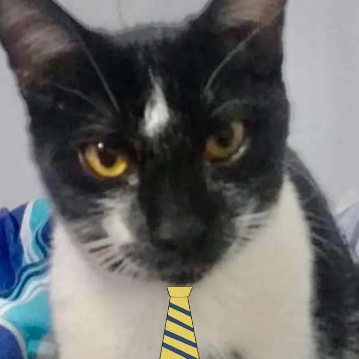 Gato ra a Mestiço  idade 2 a 6 meses nome Dom 