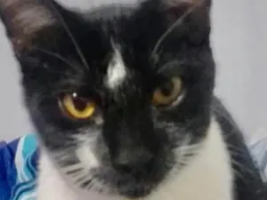 Gato raça Mestiço  idade 2 a 6 meses nome Dom 