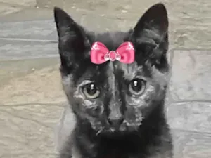 Gato raça Mestiça  idade 2 a 6 meses nome Flor 