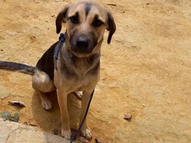 Cachorro ra a Srd idade 7 a 11 meses nome Cacau