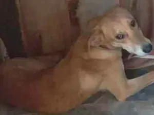 Cachorro raça Srd idade 7 a 11 meses nome Cremoso