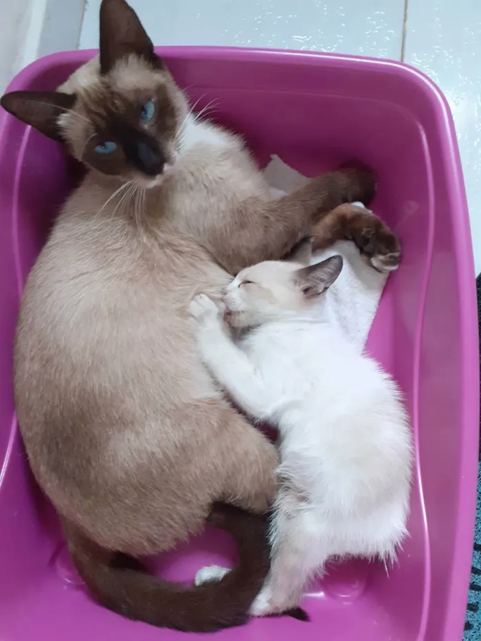 Gato ra a Filhotes siamês  idade 2 a 6 meses nome Sem nome 