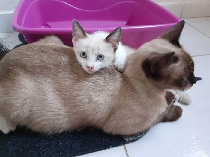 Gato ra a Filhotes siamês  idade 2 a 6 meses nome Sem nome 