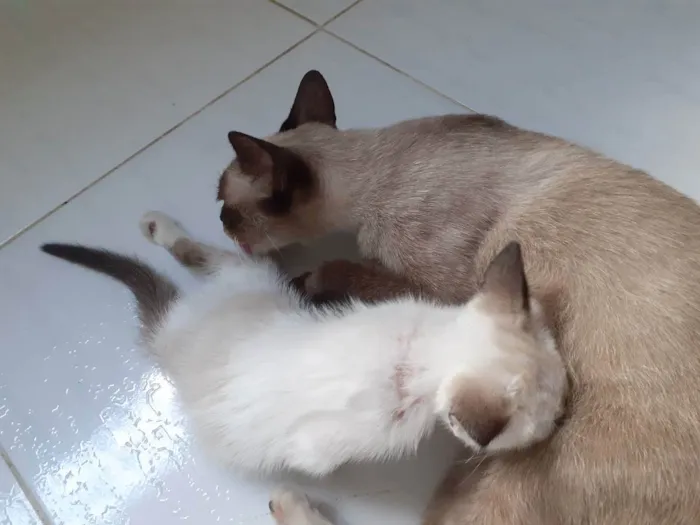 Gato ra a Filhotes siamês  idade 2 a 6 meses nome Sem nome 