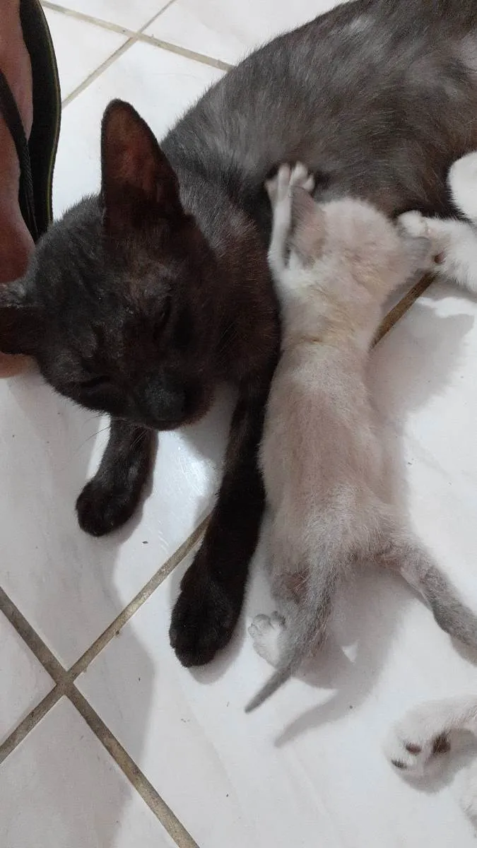 Gato ra a Não informado  idade 7 a 11 meses nome Flor