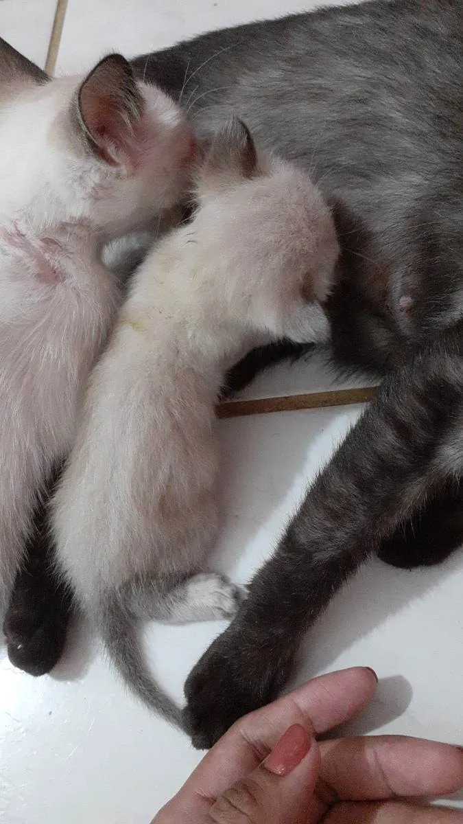 Gato ra a Não informado  idade 7 a 11 meses nome Flor