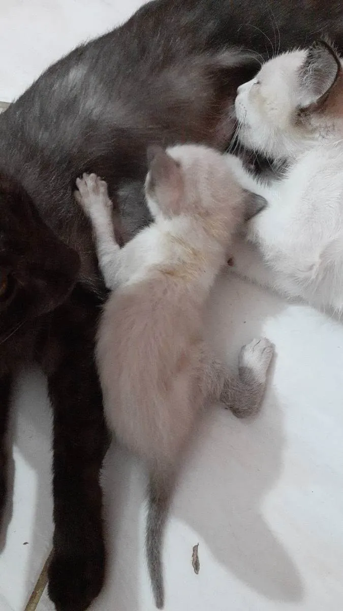 Gato ra a Não informado  idade 7 a 11 meses nome Flor