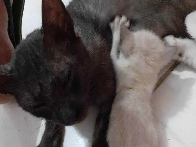 Gato ra a Não informado  idade 7 a 11 meses nome Flor