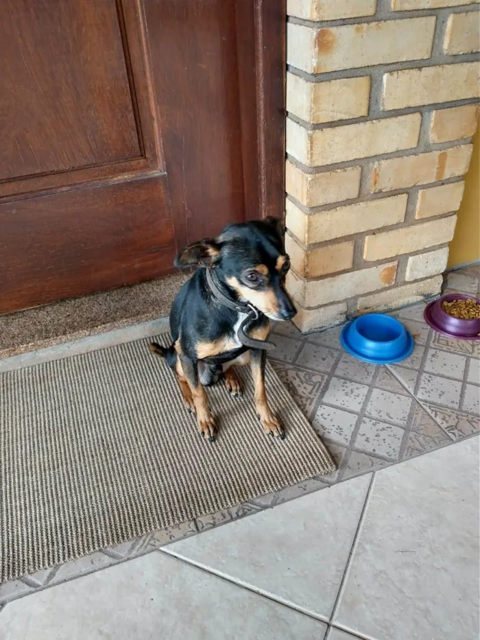 Cachorro ra a SRD pequeno idade  nome Não sei