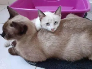 Gato raça Filhotes siamês  idade 2 a 6 meses nome Sem nome 