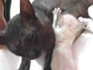 Gato raça Não informado  idade 7 a 11 meses nome Flor