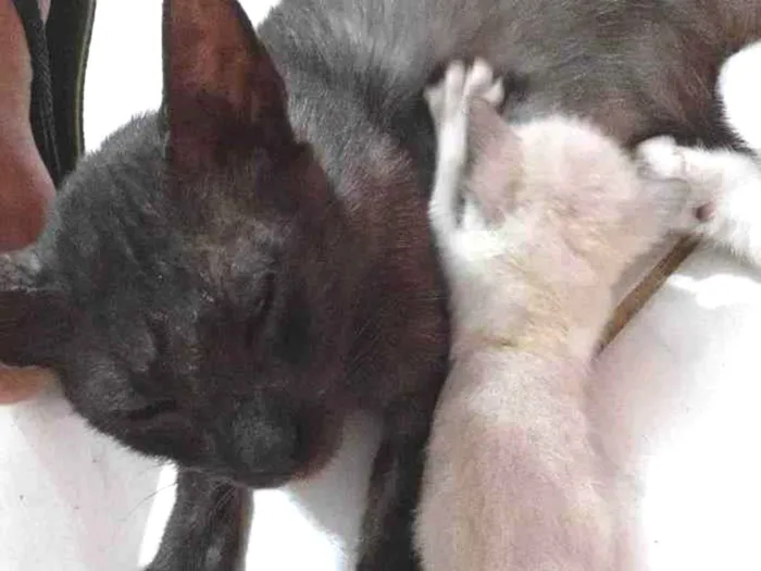 Gato ra a Não informado  idade 7 a 11 meses nome Flor