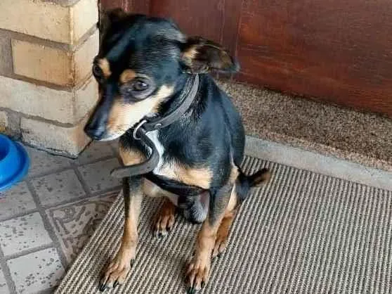 Cachorro ra a SRD pequeno idade  nome Não sei
