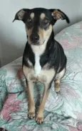 Cachorro raça SRR idade 2 anos nome PRINCESA