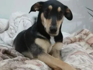 Cachorro raça SRR idade 2 anos nome PRINCESA