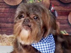 Cachorro raça SHitzu  idade 6 ou mais anos nome BILLY