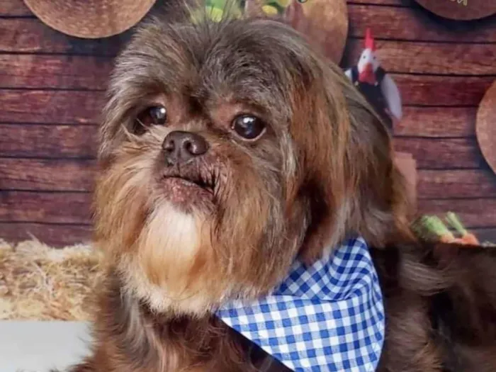 Cachorro raça SHitzu  idade 6 ou mais anos nome BILLY