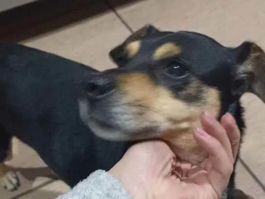 Cachorro ra a SRD idade 2 anos nome Neni