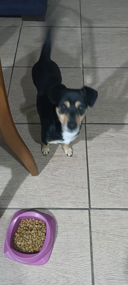 Cachorro ra a SRD idade 2 anos nome Neni